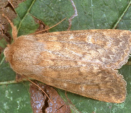 Adult &bull; Dorset &bull; &copy; Paul Harris