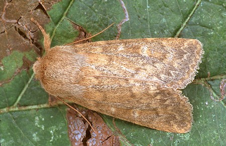 Brindled Ochre Dasypolia templi