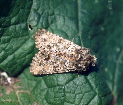 Adult &bull; &copy; David Painter