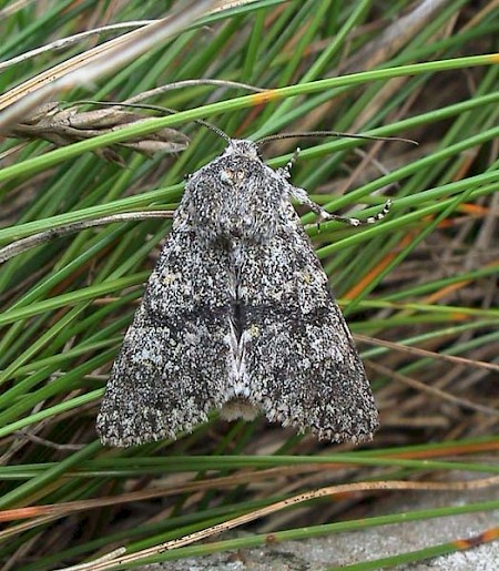 Black-banded Polymixis xanthomista