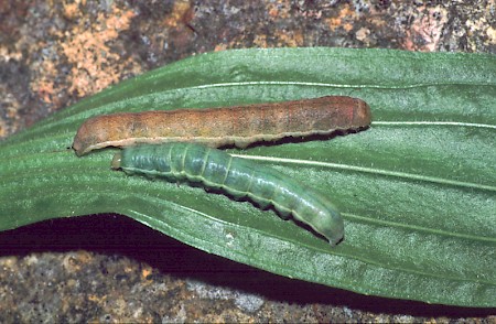 Black-banded Polymixis xanthomista