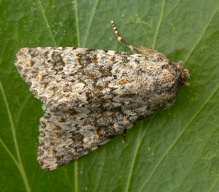 Large Ranunculus Polymixis flavicincta