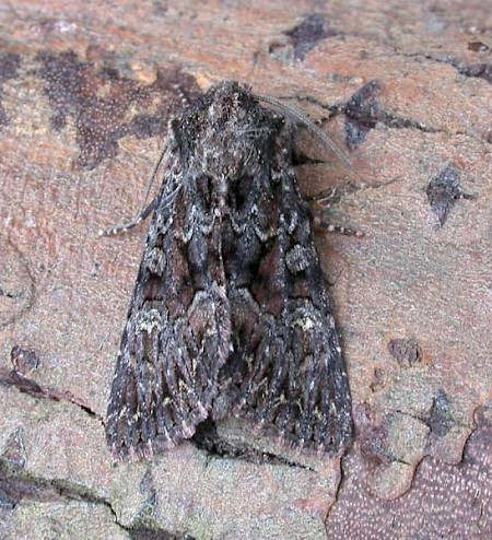 Dark Brocade Mniotype adusta