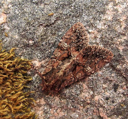 Dark Brocade Mniotype adusta