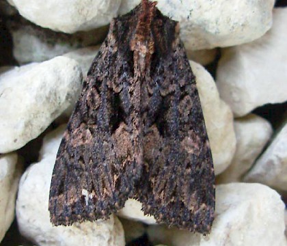 Adult &bull; SW France &bull; &copy; Graham Wenman