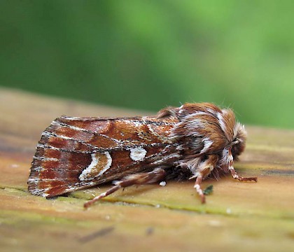 Adult &bull; Lancashire &bull; &copy; Geoff Riley
