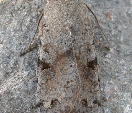 Adult &bull; &copy; Nigel Whinney