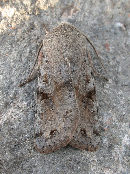 Clouded Drab Orthosia incerta