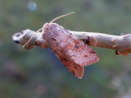 Clouded Drab Orthosia incerta