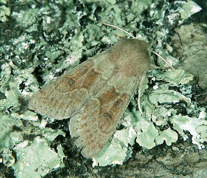 Adult &bull; &copy; Steve Barrett