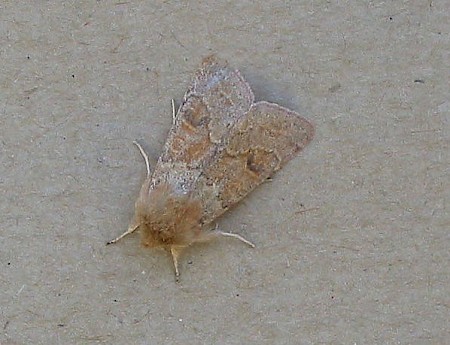 Blossom Underwing Orthosia miniosa