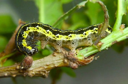 Blossom Underwing Orthosia miniosa