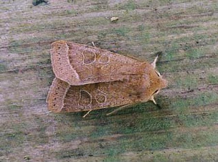 Common Quaker Orthosia cerasi