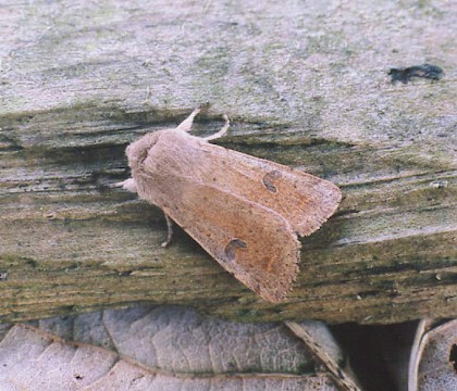 Adult &bull; Congleton, Cheshire &bull; &copy; Ian Kimber