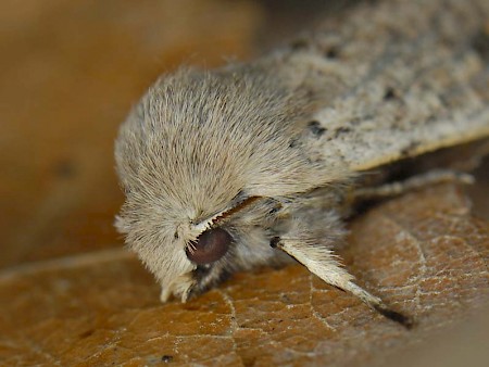 Small Quaker Orthosia cruda