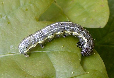 Small Quaker Orthosia cruda