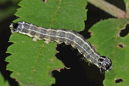 Small Quaker Orthosia cruda