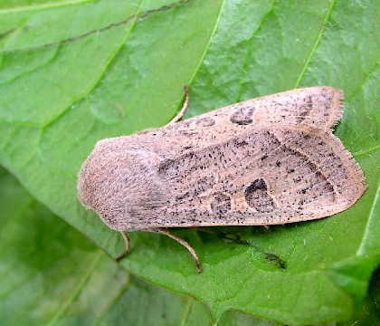 Adult &bull; &copy; Shane Farrell