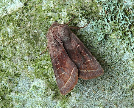 Northern Drab Orthosia opima