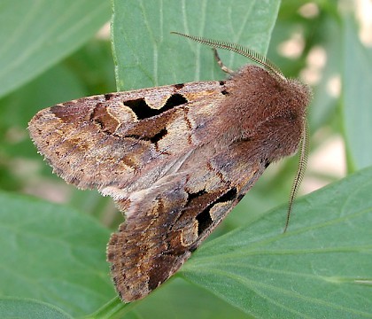 Adult &bull; Aberdeenshire &bull; &copy; Chris Harlow
