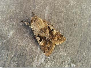 Hebrew Character Orthosia gothica