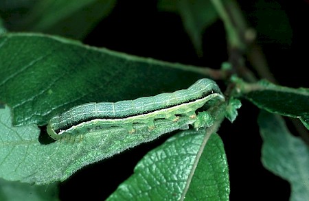 Hebrew Character Orthosia gothica