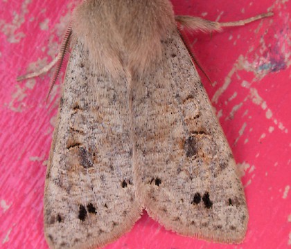 Adult &bull; &copy; Nigel Whinney