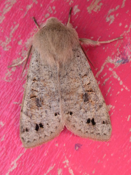 Twin-spotted Quaker Anorthoa munda