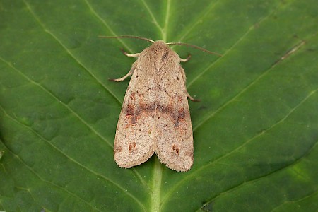 Twin-spotted Quaker Anorthoa munda