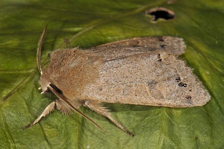 Twin-spotted Quaker Anorthoa munda