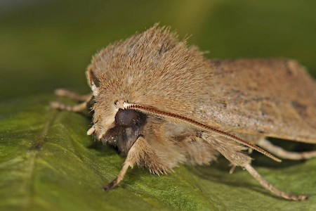 Twin-spotted Quaker Anorthoa munda