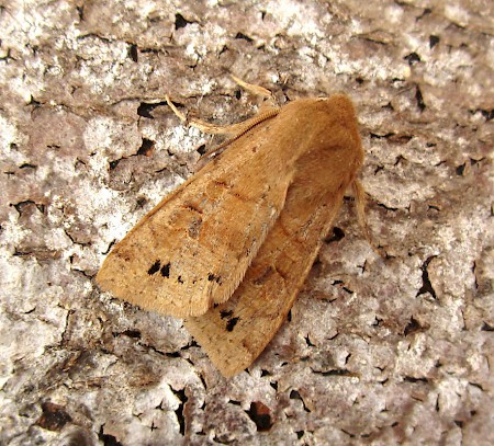 Twin-spotted Quaker Anorthoa munda