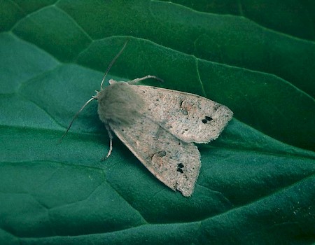 Twin-spotted Quaker Anorthoa munda