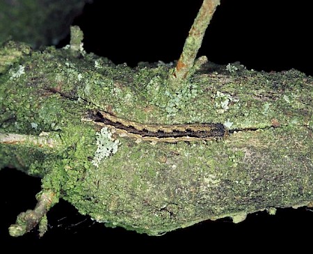 Twin-spotted Quaker Anorthoa munda