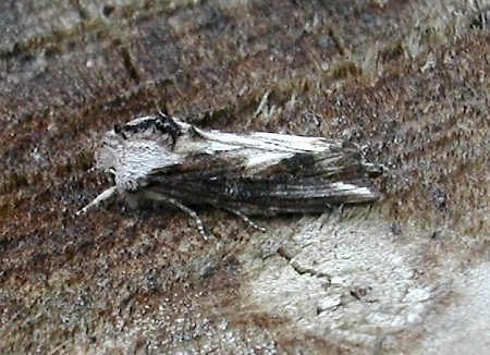 Silver Cloud Egira conspicillaris