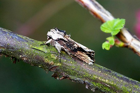 Silver Cloud Egira conspicillaris