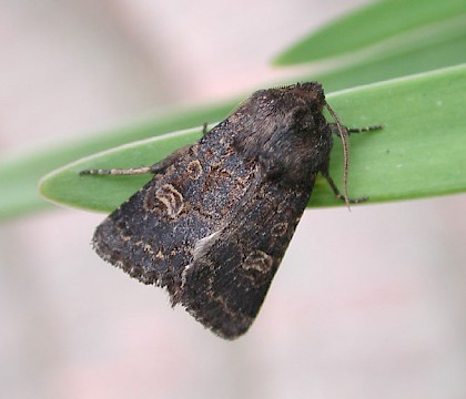 Adult &bull; High Batts NR, Ripon, Yorkshire &bull; &copy; Charles Fletcher