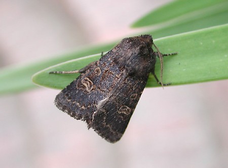 Hedge Rustic Tholera cespitis