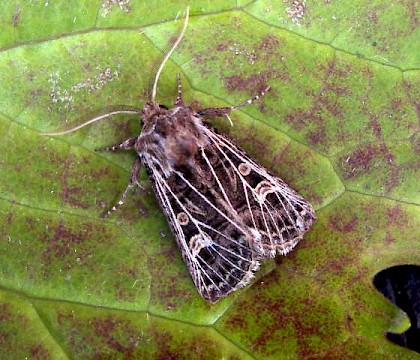 Adult &bull; Chester-le-Street, Durham &bull; &copy; Keith Dover