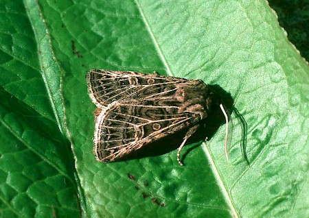 Feathered Gothic Tholera decimalis