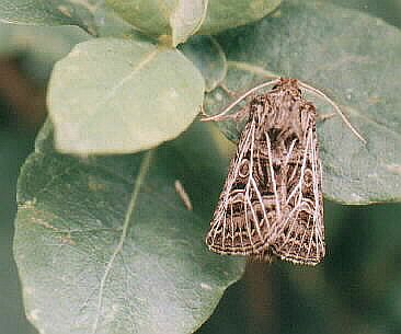 Feathered Gothic Tholera decimalis