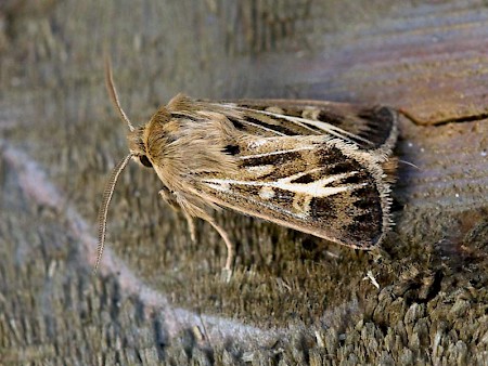 Antler Moth Cerapteryx graminis