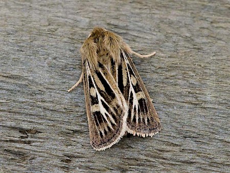 Antler Moth Cerapteryx graminis