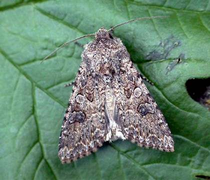 Adult &bull; &copy; Tony Davison