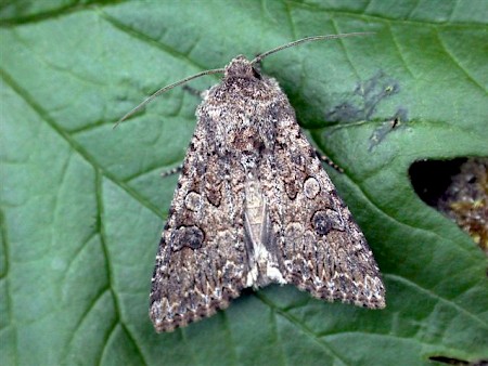 The Nutmeg Anarta trifolii