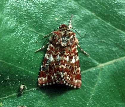 Adult &bull; &copy; David Painter