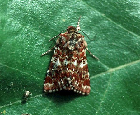 Beautiful Yellow Underwing Anarta myrtilli