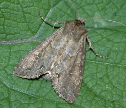 Adult &bull; Southern England &bull; &copy; David Green