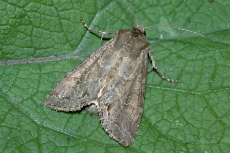 Pale Shining Brown Polia bombycina