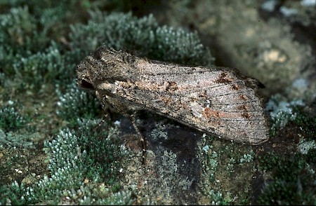 Pale Shining Brown Polia bombycina